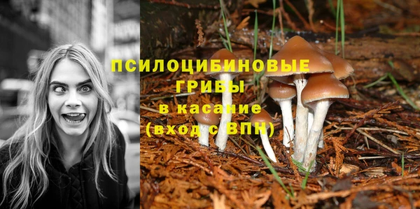 ПСИЛОЦИБИНОВЫЕ ГРИБЫ Алзамай