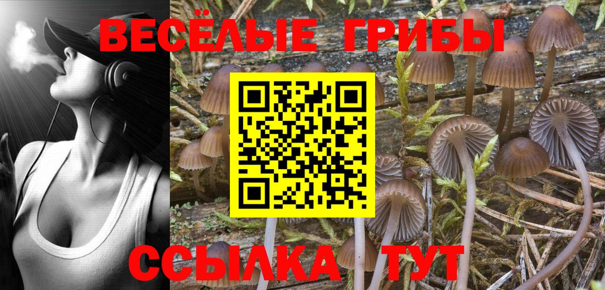 Псилоцибиновые грибы Cubensis Ярославль